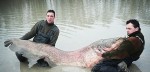 297 lb. 9 oz. Wels Catfish