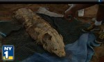 East River Monster