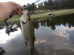 Striped Bass at a Golf Course
