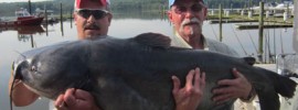 Maryland State Record Blue Catfish